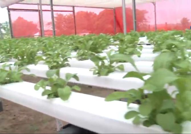 Horta hidropônica: cultivo de plantas e vegetais que pode ser feito em casa