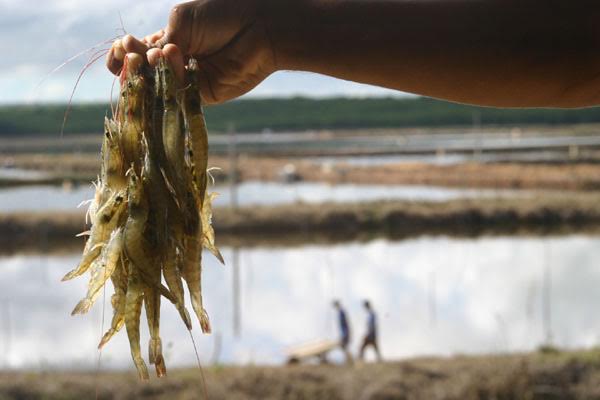 Júnior Verde defende regulamentação da Carcinicultura